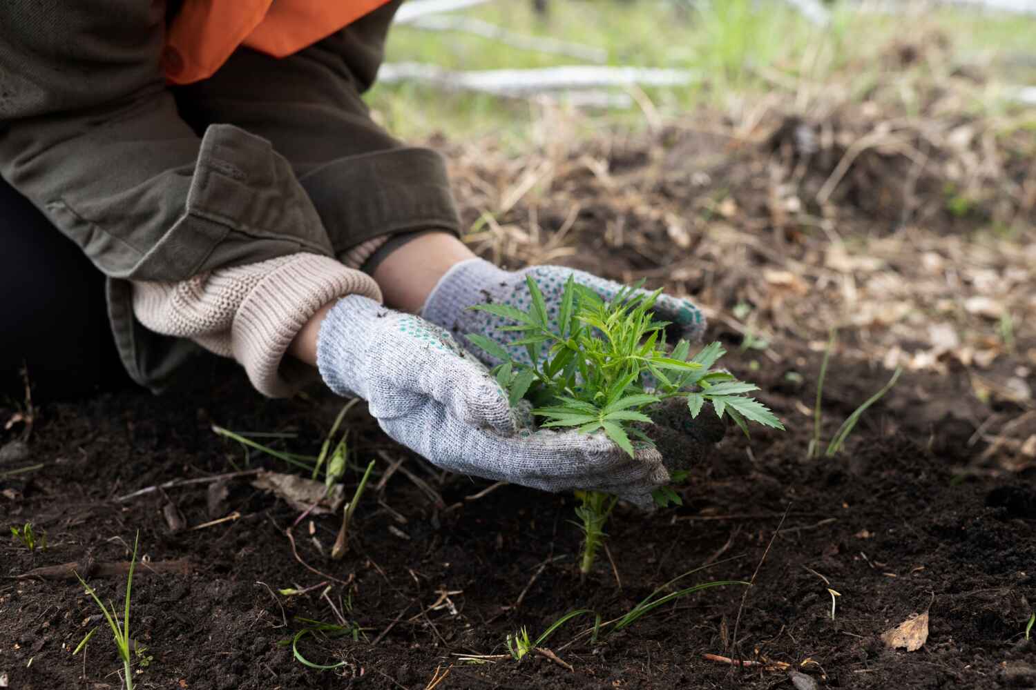 Tree Health Inspection in New Cumberland, WV